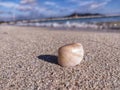 Sea shell relax nature beach sands Royalty Free Stock Photo