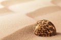 Sea shell on rippled beach sand