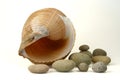 Sea shell and round stones Royalty Free Stock Photo