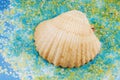Sea shell on salt grains.