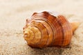 Sea shell on sand Royalty Free Stock Photo