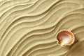 Sea shell sand background Royalty Free Stock Photo