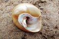 Sea Shell  on the sand. background, wallpaper. Royalty Free Stock Photo