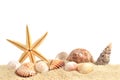 Sea shell on sand Royalty Free Stock Photo