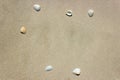 Sea Shell with sand on the beach are the background.Copy space Royalty Free Stock Photo