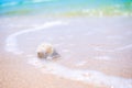 Sea shell on sand beach with blur bokeh blue sea at coast. Royalty Free Stock Photo