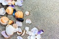 Sea shell on sand beach close up. Royalty Free Stock Photo