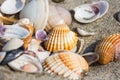 Sea shell on sand beach close up.