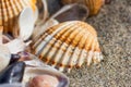 Sea shell on sand beach close up.