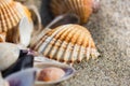 Sea shell on sand beach close up. Royalty Free Stock Photo