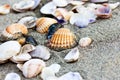 Sea shell on sand beach close up. Royalty Free Stock Photo