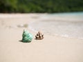 Sea shell on sand beach at coast with blur image of blue sea Royalty Free Stock Photo