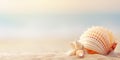 Sea shell on the sand on the beach with copy space. Concept of summer holidays Royalty Free Stock Photo