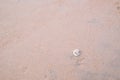 Sea shell on the sand beach with copy space