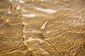 Sea shell on Sand beach and wave on top view Royalty Free Stock Photo