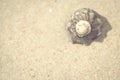 Sea shell on the sand close up as a beach background with copy space Royalty Free Stock Photo