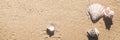 Seashell on sand photographed from above, hot summer day on the beach Royalty Free Stock Photo