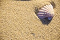 Sea shell on sand background Royalty Free Stock Photo
