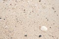 Sea shell and sand. Summer beach background Royalty Free Stock Photo