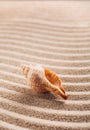 Sea shell on the sand. Summer beach background. Close up. Place for text. Royalty Free Stock Photo