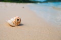 Sea shell on sand. Summer beach background Royalty Free Stock Photo