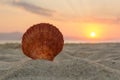Sea shell on the sand at sunset Royalty Free Stock Photo