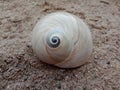 Sea shell on the sand textured background wallpaper, Royalty Free Stock Photo