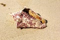 Sea shell on the sand of a tropical beach Royalty Free Stock Photo