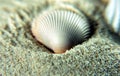 Sea Shell on sands Royalty Free Stock Photo