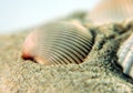 Sea Shell on sands Royalty Free Stock Photo