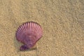 Sea shell on a sandy beach Royalty Free Stock Photo