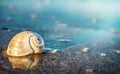 Sea shell on the sea and sandy beach blurred background. Write Y Royalty Free Stock Photo