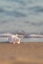 Sea shell on sandy beach with blurred sea water with waves on a background. Royalty Free Stock Photo