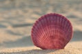 Sea shell on a sandy beach Royalty Free Stock Photo