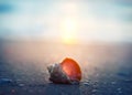 Sea shell on the sea and sandy beach sunset blurred background. Royalty Free Stock Photo