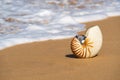 Sea shell on the sandy beach on tropical island Royalty Free Stock Photo