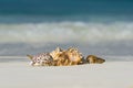 Sea shell on the sandy beach on tropical island Royalty Free Stock Photo