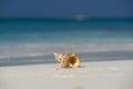 Sea shell on the sandy beach on tropical island Royalty Free Stock Photo