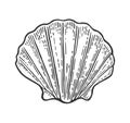 Sea shell Scallop. Color engraving vintage illustration. Isolated on white background. Royalty Free Stock Photo