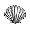 Sea shell Scallop. Black engraving vintage illustration. Isolated on white background. Royalty Free Stock Photo