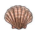Sea shell Scallop. Color engraving vintage illustration. Isolated on white background. Royalty Free Stock Photo