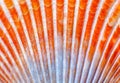 Sea Shell Scallop Fan flame Pattern