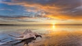 Sea Shell With The Sea Reflection Sands Royalty Free Stock Photo