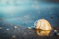 Sea shell on the sea and sandy beach blurred background. Write Y Royalty Free Stock Photo