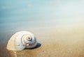 Sea shell on the sea and sandy beach blurred background. Write Y Royalty Free Stock Photo