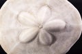 Sea shell of sea urchin sand dollar on black background Royalty Free Stock Photo