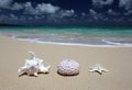 Sea Shell Sea Urchin Starfish Sandy Beach Royalty Free Stock Photo