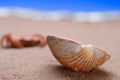 Sea shell seashell on beach sand Royalty Free Stock Photo