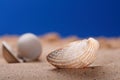 Sea shell seashell on beach sand and blue sky Royalty Free Stock Photo