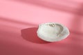 Sea shell with shade on the pink background. Creative colorful minimalism. Copy space